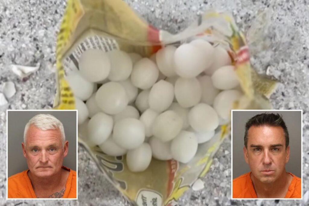 Florida business owners allegedly scattered 1,500 mothballs on beach to scare off endangered birds Florida business owners allegedly scattered 1,500 mothballs on beach to scare off endangered birds