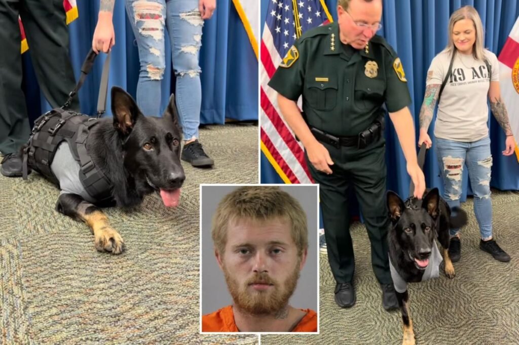 Heroic Florida K-9 returns to sheriff’s office days after being shot protecting 3 deputies, losing leg Heroic Florida K-9 returns to sheriff’s office days after being shot protecting 3 deputies, losing leg