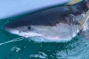 Great white shark Percy pings 14 miles from Long Island coast Great white shark Percy pings 14 miles from Long Island coast