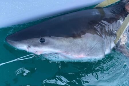 Great white shark Percy pings 14 miles from Long Island coast Great white shark Percy pings 14 miles from Long Island coast