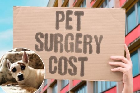 Most pet owners have a financial breaking point — and many are hitting it Most pet owners have a financial breaking point — and many are hitting it