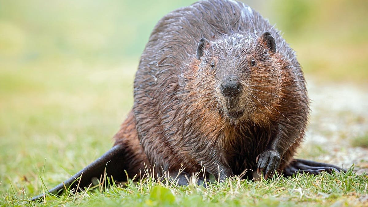 North American beaver stands in grass.
