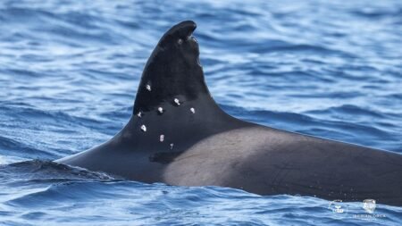 One of world’s oldest orca whales found with possible shotgun wounds as officials launch investigation One of world’s oldest orca whales found with possible shotgun wounds as officials launch investigation