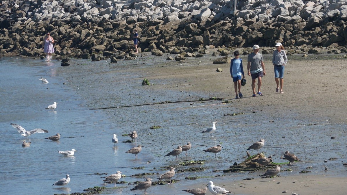 People at Maine beach