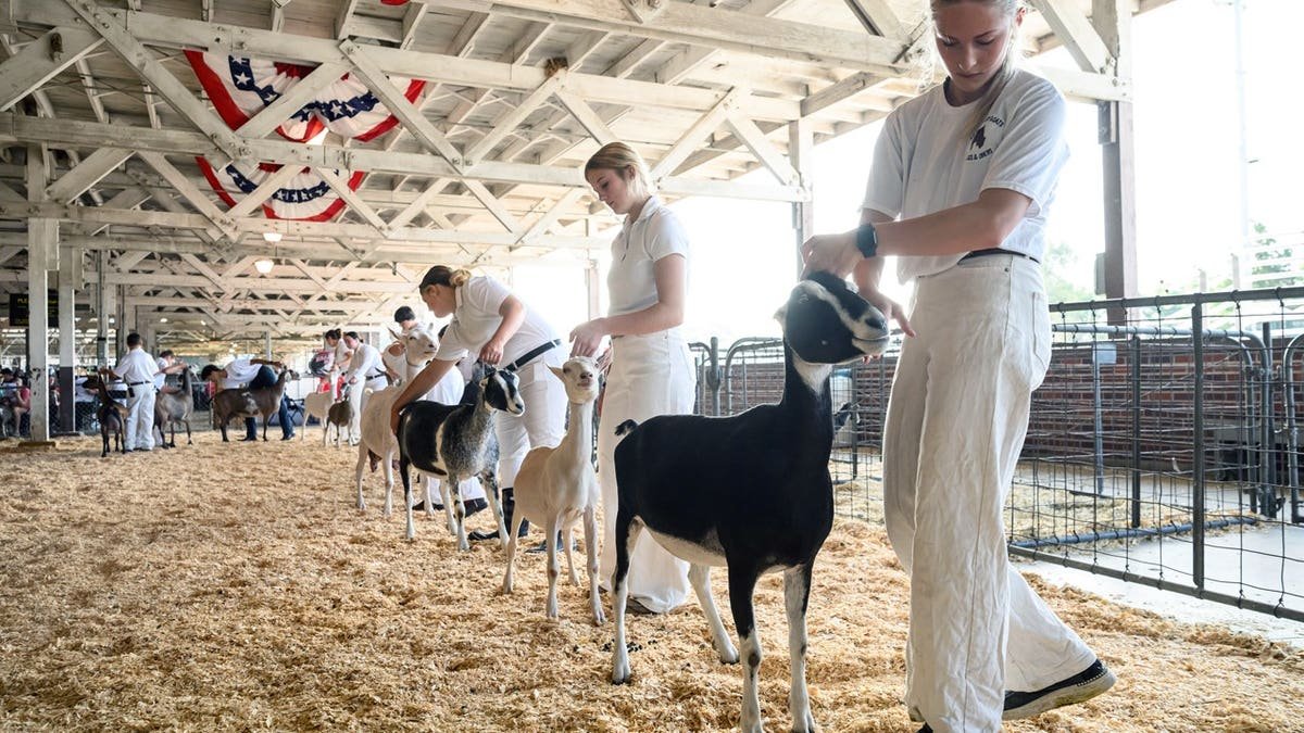 goat handlers