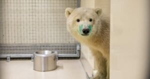 Orphaned polar bear to be ‘ambassador’ for Churchill at Assiniboine Park Zoo Orphaned polar bear to be ‘ambassador’ for Churchill at Assiniboine Park Zoo