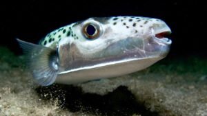 Toxic, bone-crushing fish from Hell terrorizes vacation waters