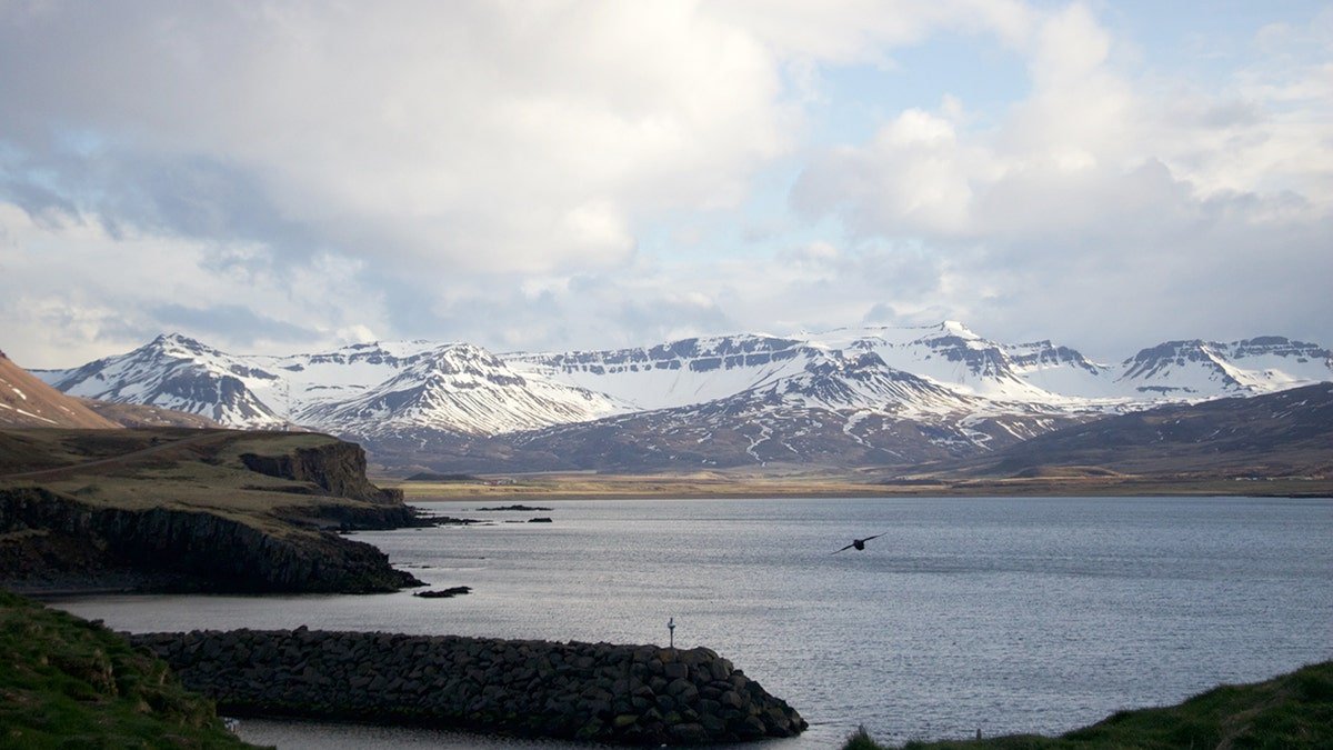 puffin flies toward snowy mountains in iceland