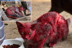 Stray cat covered in red dye sparks concern as Texas officials urge public to keep distance