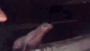 California teen faces prison after viral video shows him squaring up, repeatedly kicking sea lion in the face