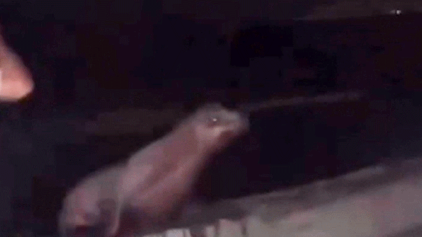 California teen faces prison after viral video shows him squaring up, repeatedly kicking sea lion in the face California teen faces prison after viral video shows him squaring up, repeatedly kicking sea lion in the face