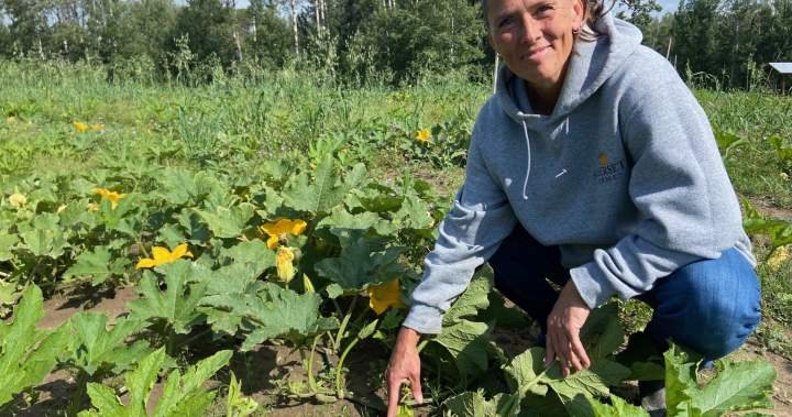 Pumpkin problems: Alberta’s wet summer affecting annual crop Pumpkin problems: Alberta’s wet summer affecting annual crop