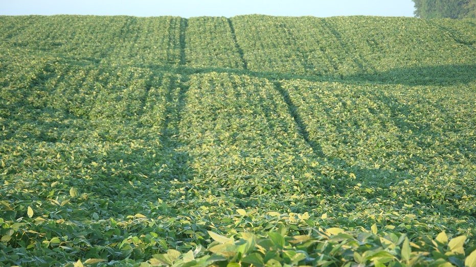 Kentucky Soy Field