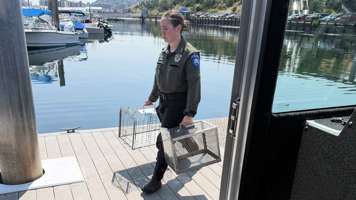 Tacoma Animal Control and Marine Services worked to safely remove 60 cats and kittens from a sailboat anchored off Owens Beach.