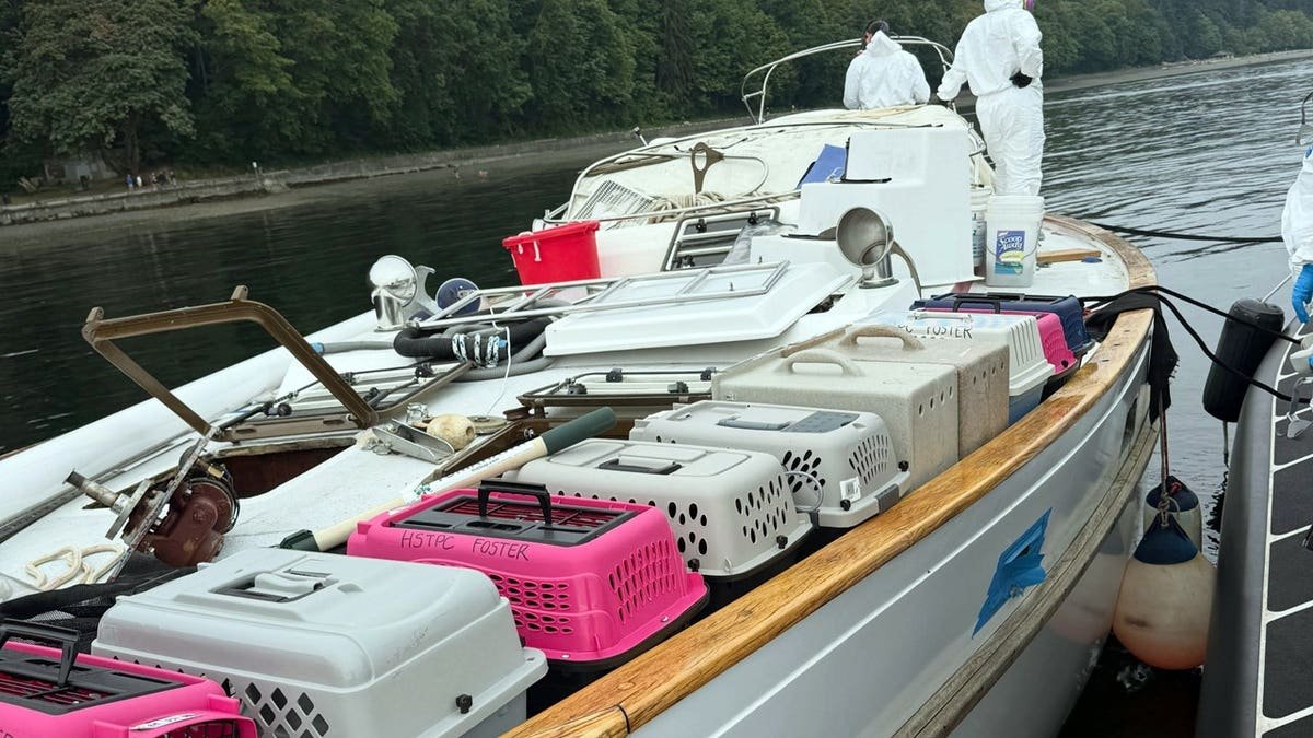 60 cats and kittens from a 40-foot sailboat anchored off Owens Beach in Washington