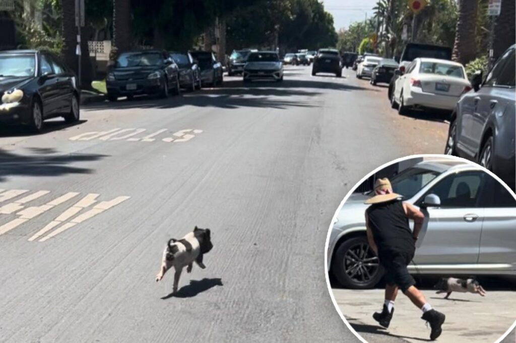 Video shows adorable, tiny pig running wild in West Hollywood, living its best life and LA is obsessed Video shows adorable, tiny pig running wild in West Hollywood, living its best life and LA is obsessed