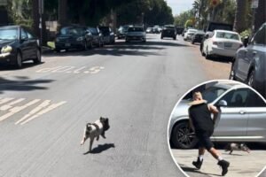 Video shows adorable, tiny pig running wild in West Hollywood, living its best life and LA is obsessed Video shows adorable, tiny pig running wild in West Hollywood, living its best life and LA is obsessed