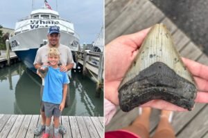 Massive tooth of 3.6M-year-old megalodon — largest shark to ever live — discovered on Jersey Shore Massive tooth of 3.6M-year-old megalodon — largest shark to ever live — discovered on Jersey Shore
