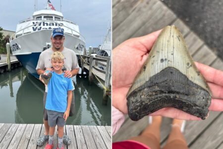 Massive tooth of 3.6M-year-old megalodon — largest shark to ever live — discovered on Jersey Shore Massive tooth of 3.6M-year-old megalodon — largest shark to ever live — discovered on Jersey Shore