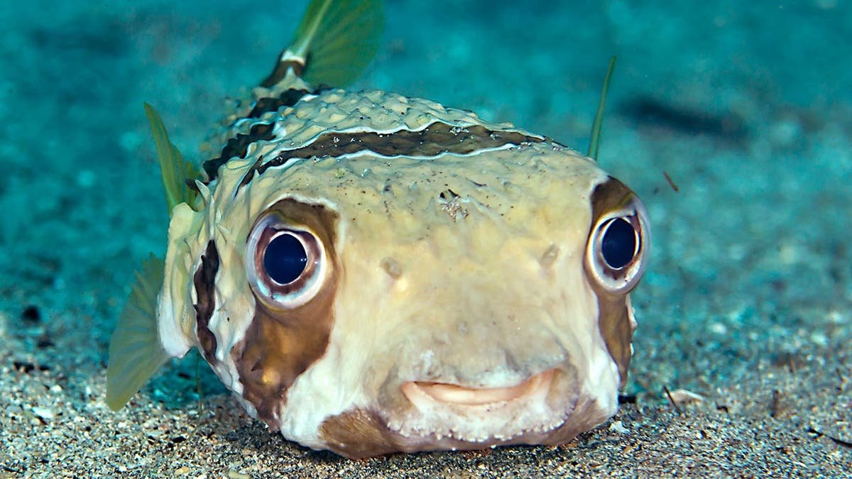 Close-up of a Long-spine porcupinefish.