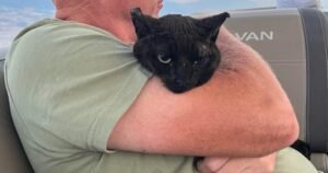 B.C. cat found on dock after Bradley Creek wildfire, burned and alone