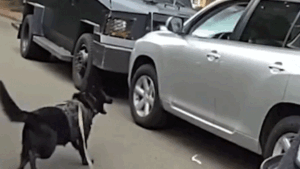 Bodycam shows police K-9 leaping into action after suspected impaired driver refused to surrender Bodycam shows police K-9 leaping into action after suspected impaired driver refused to surrender