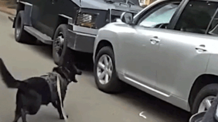 Bodycam shows police K-9 leaping into action after suspected impaired driver refused to surrender