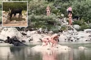 Moose gets shockingly close to Colorado swimmers: video