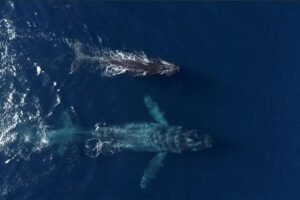 Massive humpback whale named ‘Chompers’ puts on show off SoCal coast in new video