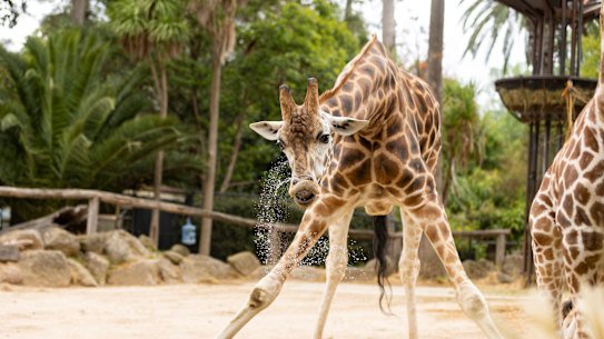 A baby giraffe at Melbourne Zoo.