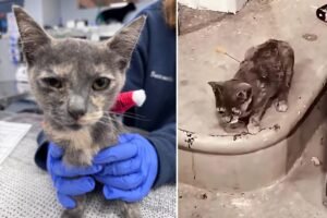 Three charged after cats shot with blow darts in Tennessee