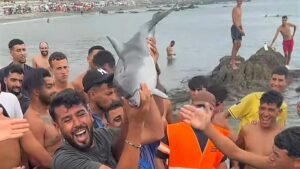 Suspected attack to dolphin in Ceuta where migrants are staying