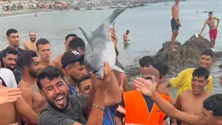 Suspected attack to dolphin in Ceuta where migrants are staying
