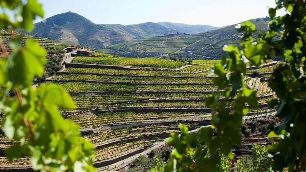 A guide to celebrating the grape harvest in Portugal’s Douro region