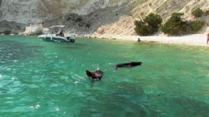 Atokos: The tiny Greek island where people can swim with wild boars