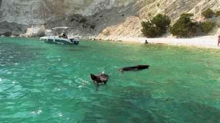 Atokos: The tiny Greek island where people can swim with wild boars Atokos: The tiny Greek island where people can swim with wild boars