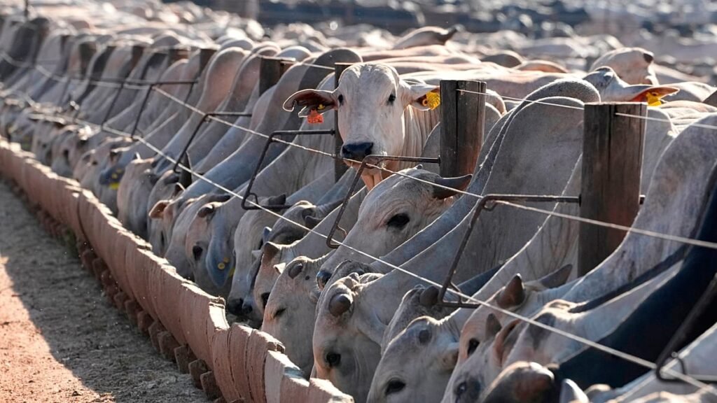 EU suspension of Brazilian meat comes into force, despite negociations EU suspension of Brazilian meat comes into force, despite negociations
