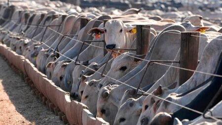 EU suspension of Brazilian meat comes into force, despite negociations EU suspension of Brazilian meat comes into force, despite negociations