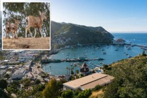 Thousands of deer to be killed on Catalina Island — and why it’ll stop wildfires Thousands of deer to be killed on Catalina Island — and why it’ll stop wildfires