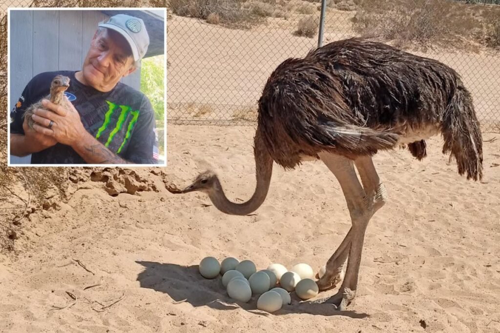 Mysterious ostrich massacre sweeps Mojave Desert as politician’s flock targeted Mysterious ostrich massacre sweeps Mojave Desert as politician’s flock targeted