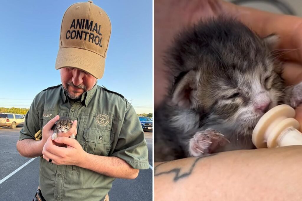 Newborn kitten travels 76 miles inside engine of SUV before worker makes shock discovery Newborn kitten travels 76 miles inside engine of SUV before worker makes shock discovery