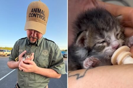 Newborn kitten travels 76 miles inside engine of SUV before worker makes shock discovery Newborn kitten travels 76 miles inside engine of SUV before worker makes shock discovery