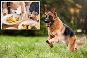 Americans reveal the places they’re sick of seeing pets: survey Americans reveal the places they’re sick of seeing pets: survey