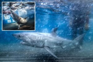 Great white family tree takes shape after DNA reveals 2 tagged sharks are siblings Great white family tree takes shape after DNA reveals 2 tagged sharks are siblings