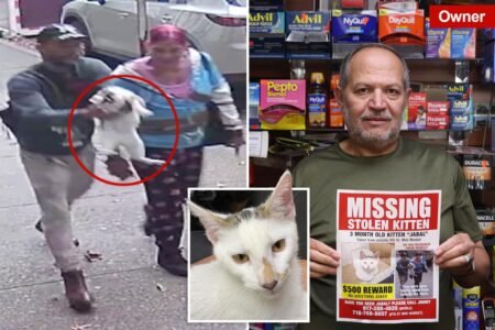 Beloved NYC bodega cat stolen from store as kitty’s fans have their claws out for the petnappers Beloved NYC bodega cat stolen from store as kitty’s fans have their claws out for the petnappers
