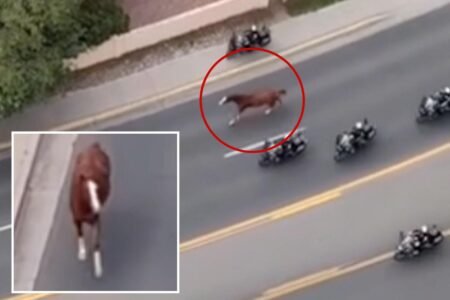 Runaway horse triggers mass police response as motorcycle cops scramble to get it under control