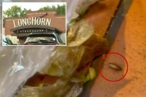 Viral employee video caught roaches crawling across popular steakhouse’s kitchen floor Viral employee video caught roaches crawling across popular steakhouse’s kitchen floor