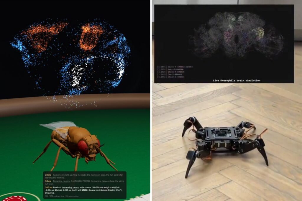 Fruit fly beats advanced AI at chess in just 11 moves — and that’s just the start