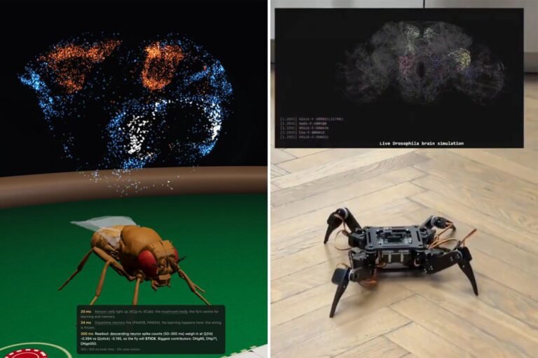 Fruit fly beats advanced AI at chess in just 11 moves — and that’s just the start Fruit fly beats advanced AI at chess in just 11 moves — and that’s just the start
