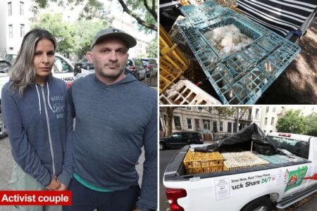 Hundreds of dead chickens found abandoned in NYC trucks Hundreds of dead chickens found abandoned in NYC trucks